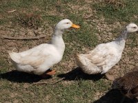 PEKİN ÖRDEĞİ 1 YAŞINDA