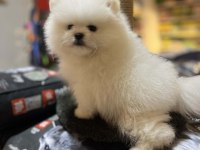 ORJİNAL TEDDY BEAR GARANTİLİ (AYI SURAT) POMERANİAN BOO
