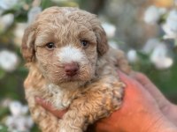 Mükemmel kalite maltipoo yavrular için geç kalmayın