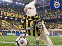 FANATİK FENERBAHÇELİ SULTAN PAPAĞANI