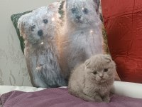 Scottish fold LİLAC yavrumuz