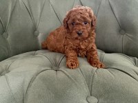 EV ORTAMINDAN RED BROWN TAM TOY POODLE BEBEKLER