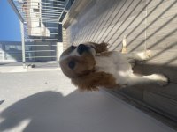 4 aylık yavru cavalier king charles