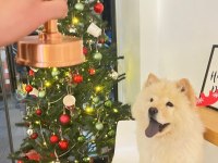 AŞILARI TAM SAFKAN CHOW CHOW UYGUN