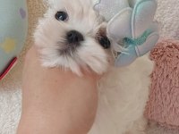 KORE MALTESE BEBEKLER ŞECERE BELGELİ
