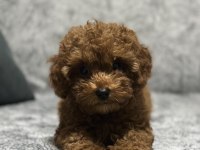 EV ORTAMINDA BÜYÜYEN TOY POODLE YAVRULARIM