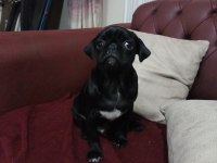 3 aylık siyah pug günü gelen aşıları yapıldı