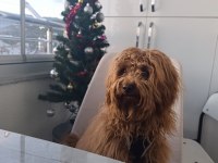 Ömürlük Yuvasını Arayan Sevgi Dolu Bir Dost Maltipoo