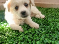 Maltipoo yavrusu