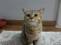 4 aylık erkek british shorthair ücretsiz sahiplendirme