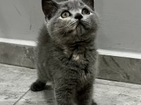 Saf Kan British Shorthair
