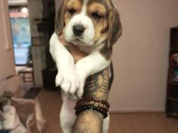 Sahibinden beagle yavru