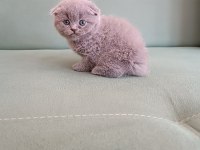 Adana erkek scottish fold 1.5 aylık