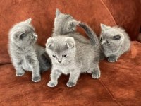 2 Aylık 3 Adet Dişi BritishShorthair