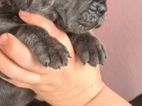 anatomi harikası cane corso bebeklerim