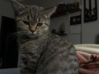 British Shorthair Erkek yavru