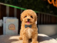 Baby Face Kore maltipoo köpekler