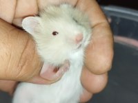 RENK GÜZELİ TEDDY BEAR HAMSTER