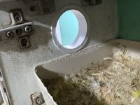 Takım Sevda Papağanı Garantili