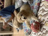 maltipoo köpeği yakışıklı