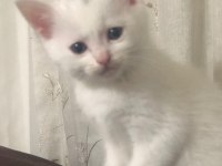Erkek 2 aylık british shorthair