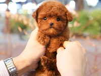 CANA YAKIN KORE TOY POODLE BEBEKLERIMIZ