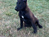 Belçika kurdu Malinois
