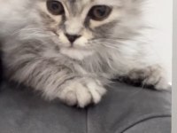 eğitimi tamamlanmış cinsiyeti kız olan 5 aylık kedim