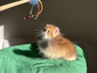 Bebek Yüzlü Golden Ny11 British Longhair