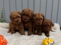 MİNİK TOY POODLE BEBEKLER 