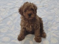 Toy poodle red brown orjinal