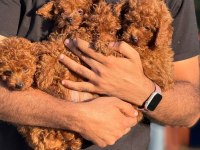 Aşılı Çiş Eğitimli Toy Poodle