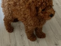 2 aylık erkek toy poodle