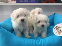 Kartapu Bembeyaz Gerçek Irk Garantili Maltese Terrier
