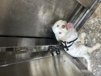 7 aylık maltipoo terrier