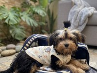 Oyuncu Sevecen Dişi Erkek Yavru Köpekler