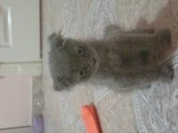 BRİTİSH LONGHAİR YAVRUMUZ YUVA ARIYOR
