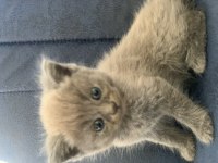 TAMAMEN SAĞLIKLI BRİTİSH KEDİLER