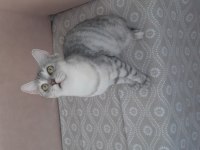 British shorthair kızımız