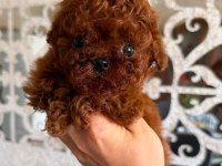 Nadir Renk Ve Anatomide, Soy Şecereli Poodle Yavrularımız