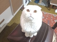 Scottish fold beyaz