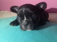 Tatlı, Sağlık ve Irk Garantili French Bulldog Yavruları