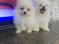 Pomeranian dişi ve erkek mevcuttur