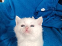 British shorthair 2 aylık dişi ve erkek