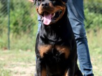 Türkiye şampiyonu rottweiler