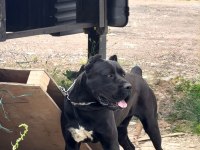 Orjinal uygun cane corso
