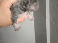 Egzotik french bulldog yavrular