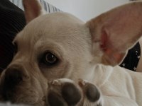 1 Yaşında French Bulldog Çipli