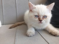11 haftalık kedimiz tüm eğitimleri verilmiştir