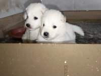 Samoyed yavrular ırk garantili